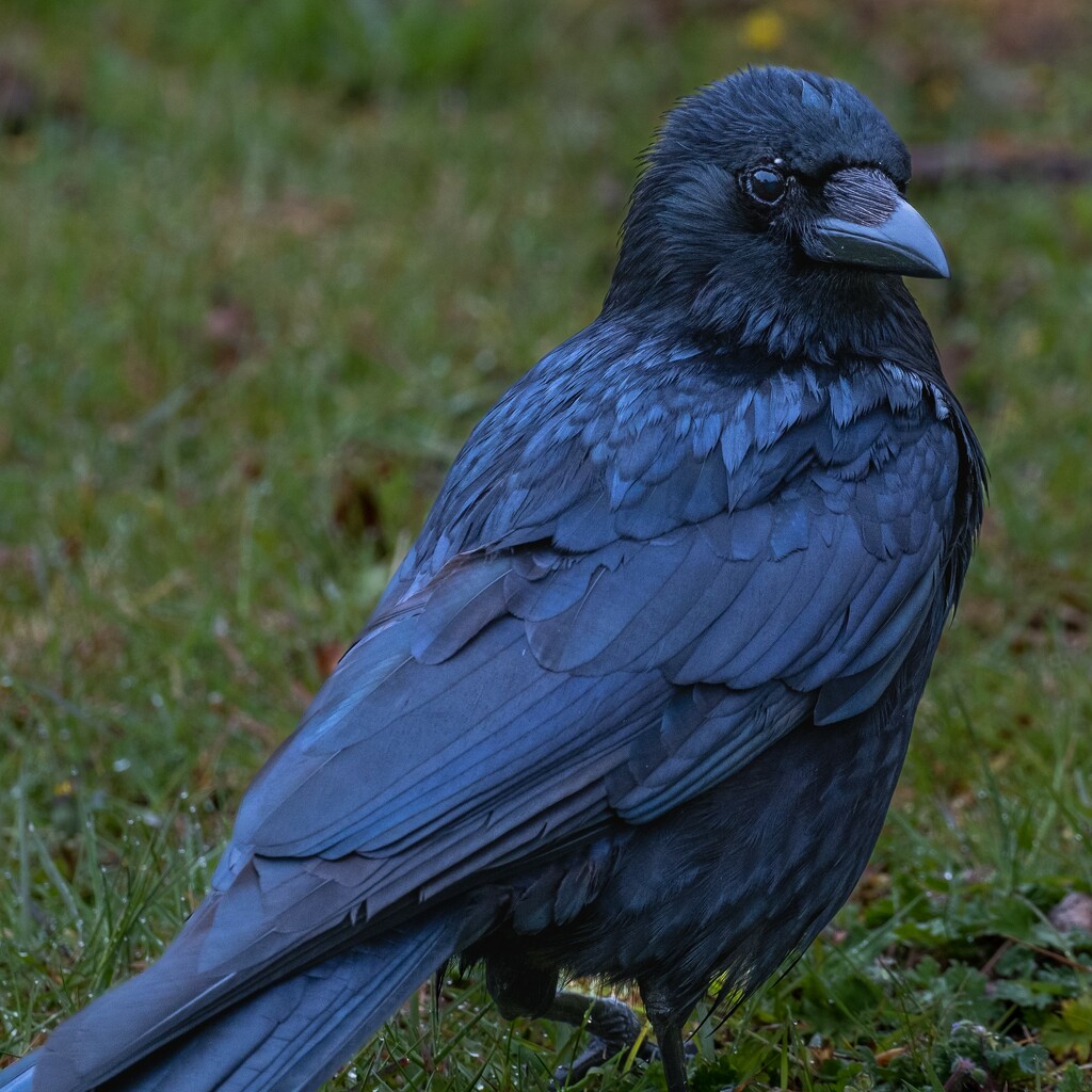 Carrion Crow by brocky59