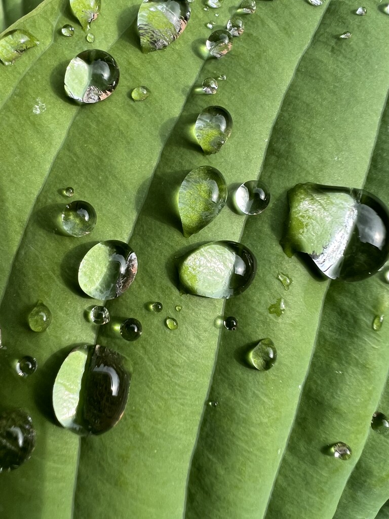 Raindrops on hosta.  by keeptrying