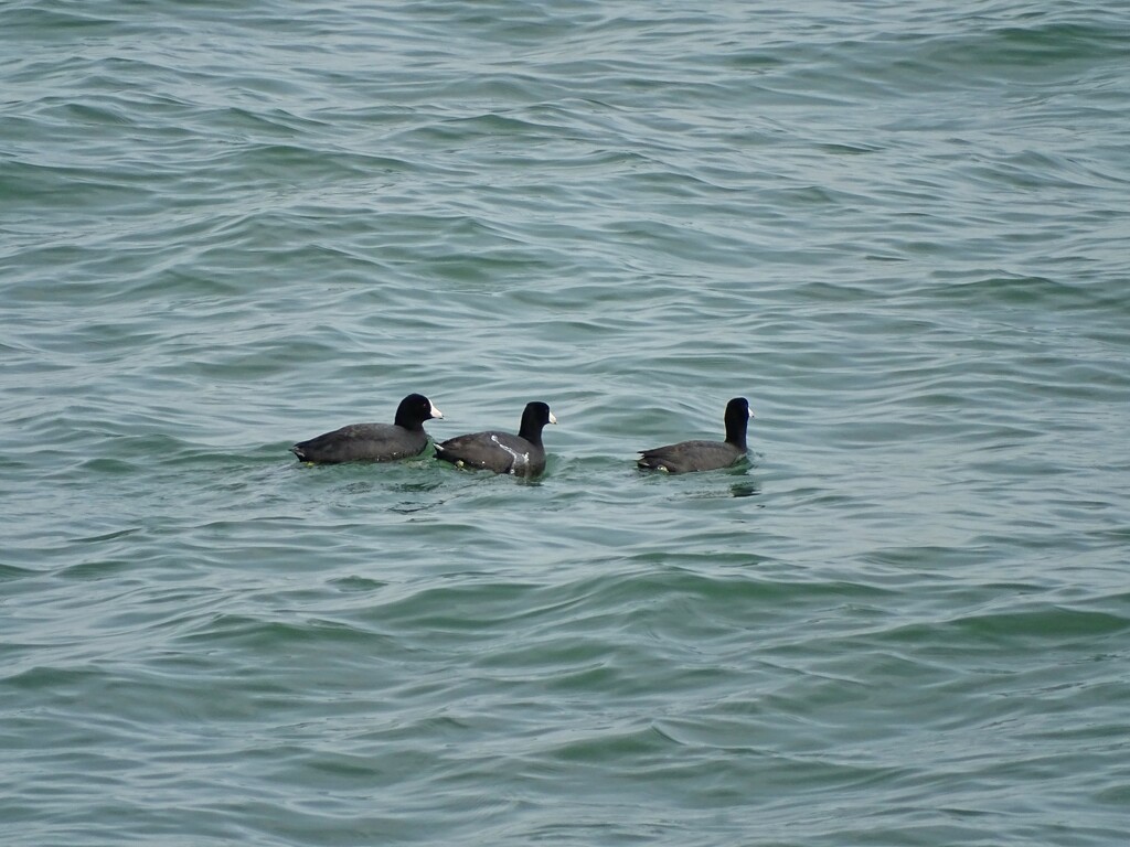Coots by brillomick