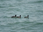 20th Apr 2023 - Coots