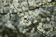 18th Apr 2023 - Prunus spinosa