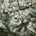 Prunus spinosa by parisouailleurs