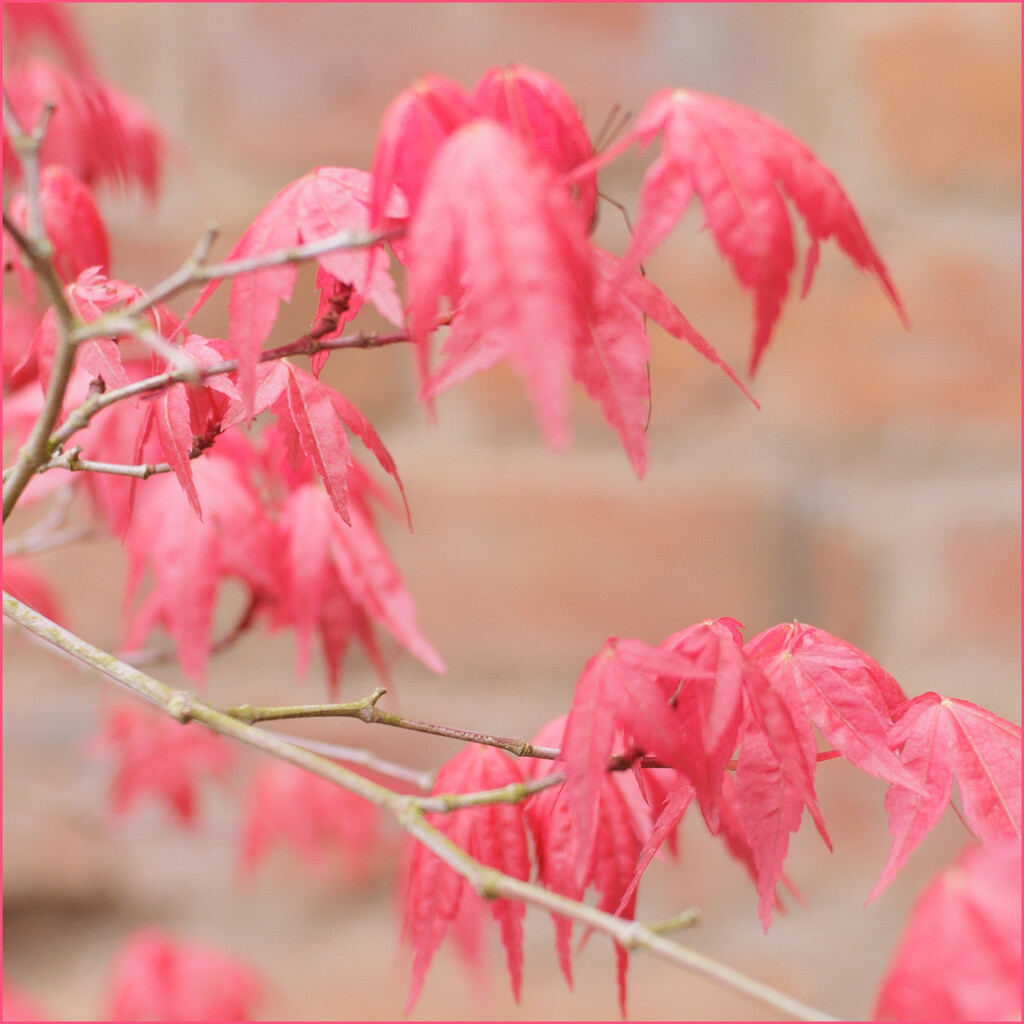 New Acer Leaves by marshwader