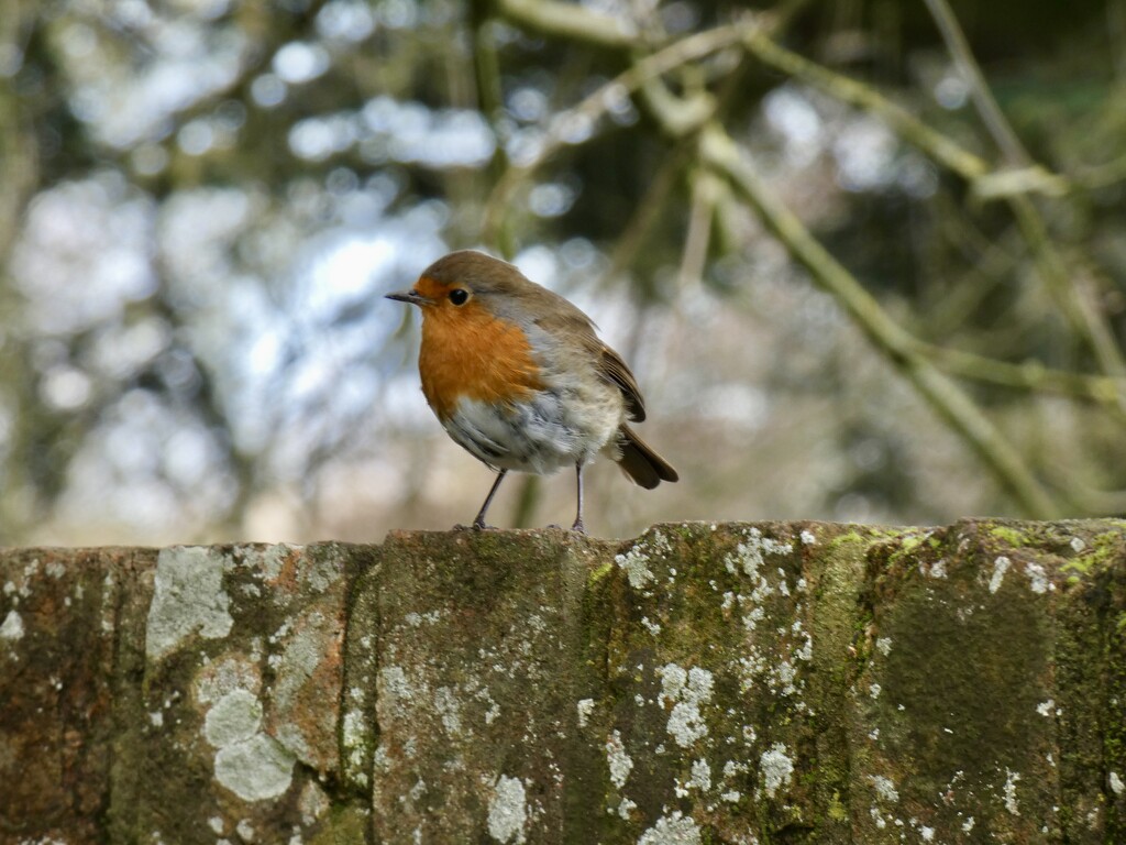 Good Day, Little Robin by foxes37
