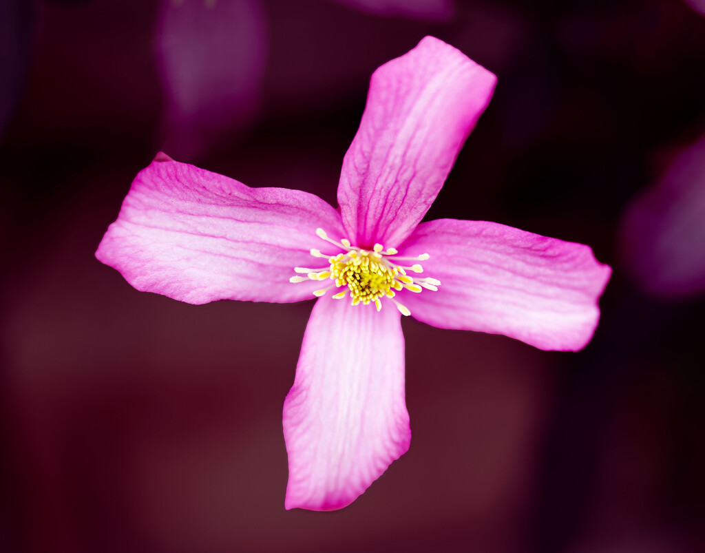 Clematis by clifford