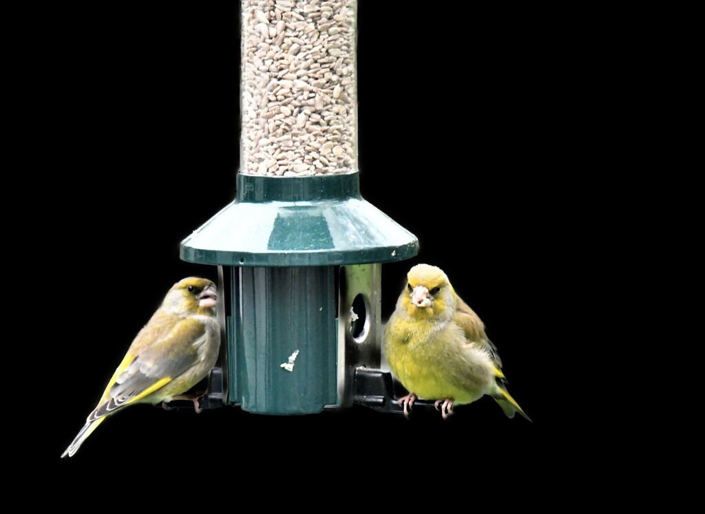 Greenfinches - my regular visitors by rosiekind
