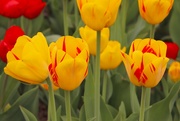 23rd Apr 2023 - Tulip Season 