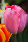 9th Apr 2023 - Pink Flower