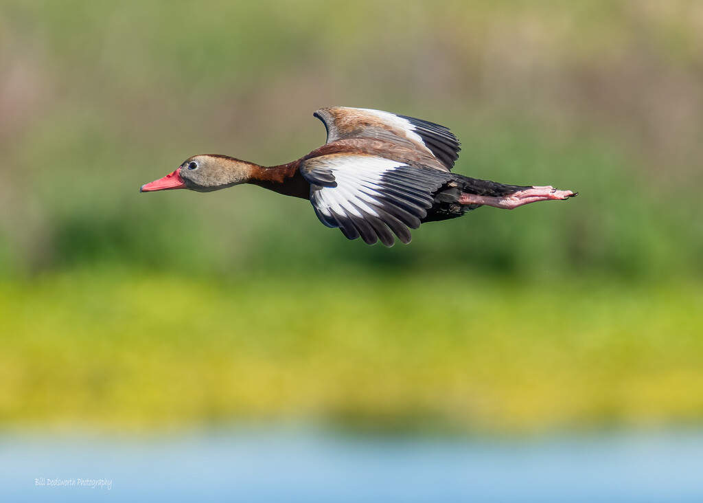 Black-bellied Whistling Duck by photographycrazy