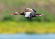 23rd Apr 2023 - Black-bellied Whistling Duck