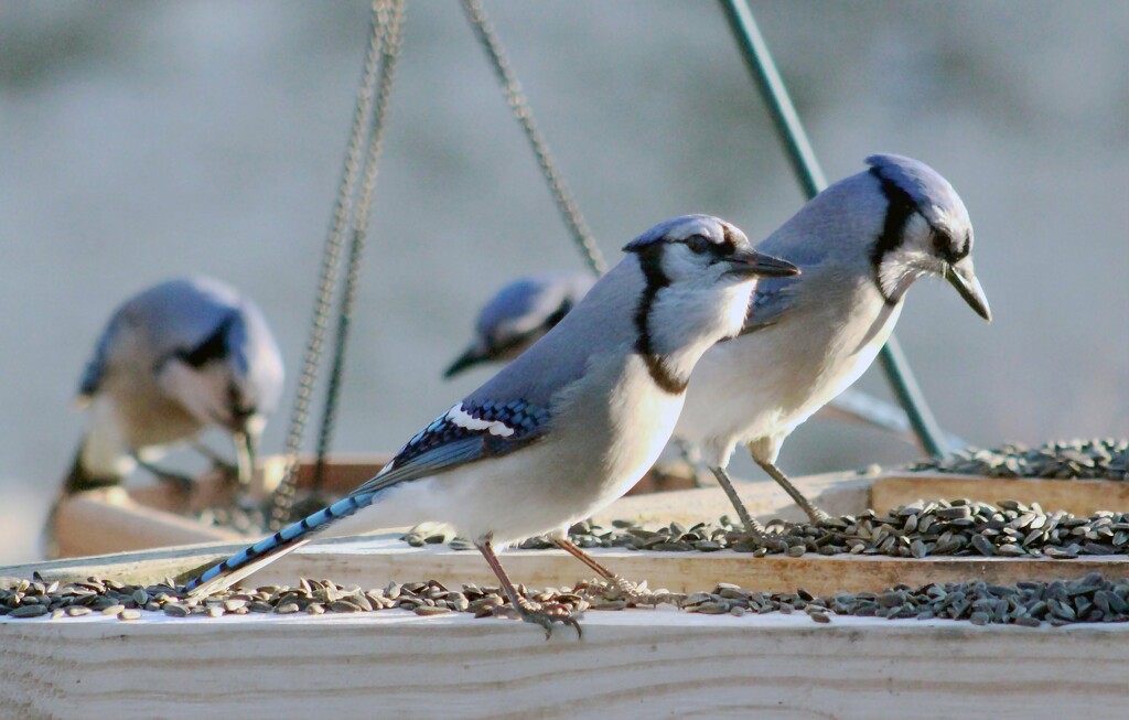 Blue Jays by paintdipper