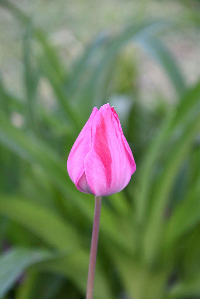#71 - Pink tulip by chronic_disaster