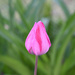 #71 - Pink tulip by chronic_disaster