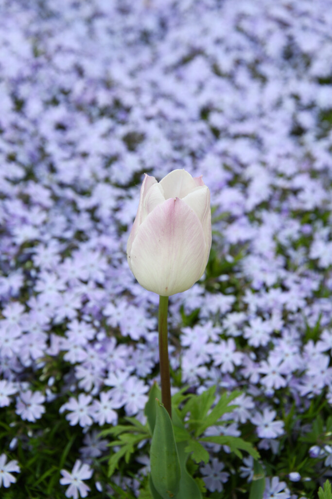 #74 - White tulip by chronic_disaster