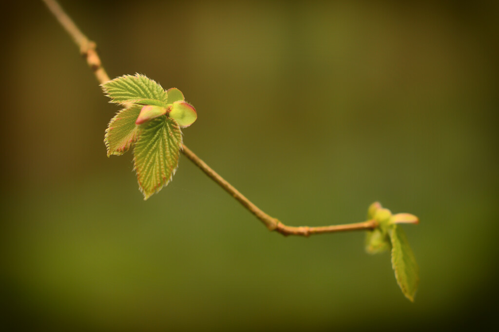 Fresh Greens by fbailey