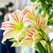 Barbados Lily  by rensala