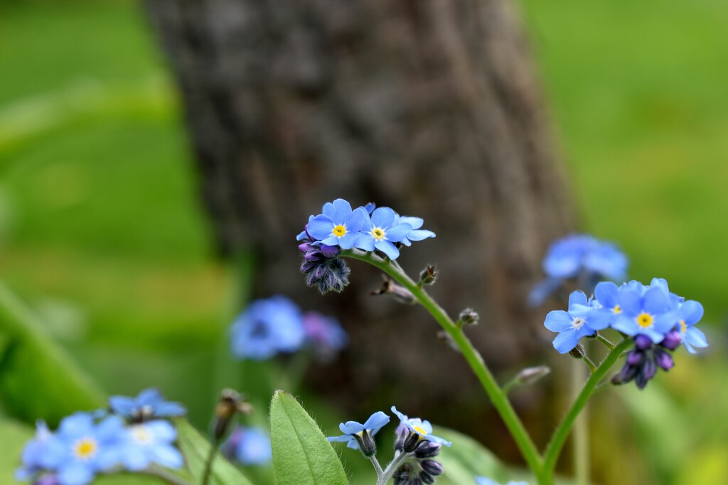 Forget me Nots at the base of the pear tree by anitaw
