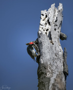 12th Apr 2023 - Acorn Woodpecker 