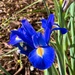 Blue iris (Telstar) by shutterbug49