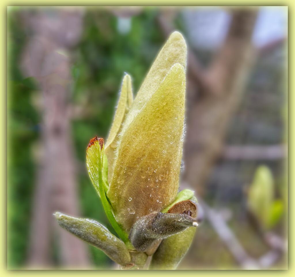 Almost Magnolia by gardencat