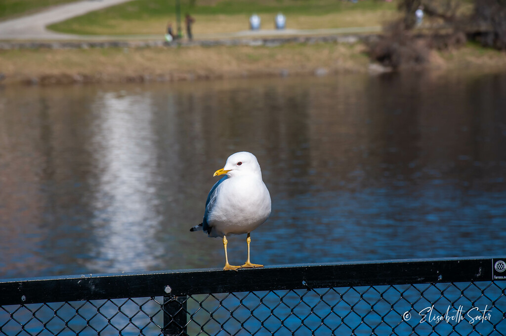 Seagull by elisasaeter