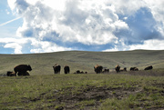 22nd Apr 2023 - Beautiful Day On The Bison Range...