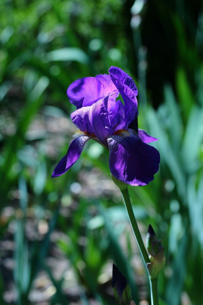 iris by blueberry1222