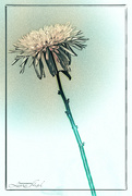 21st Apr 2023 - Chrysanthemum