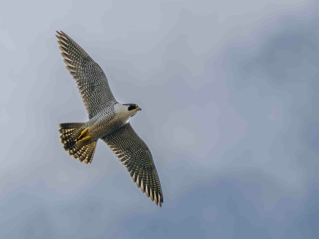 Peregrine Falcon  by padlock