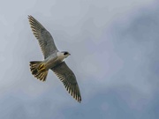 23rd Apr 2023 - Peregrine Falcon 