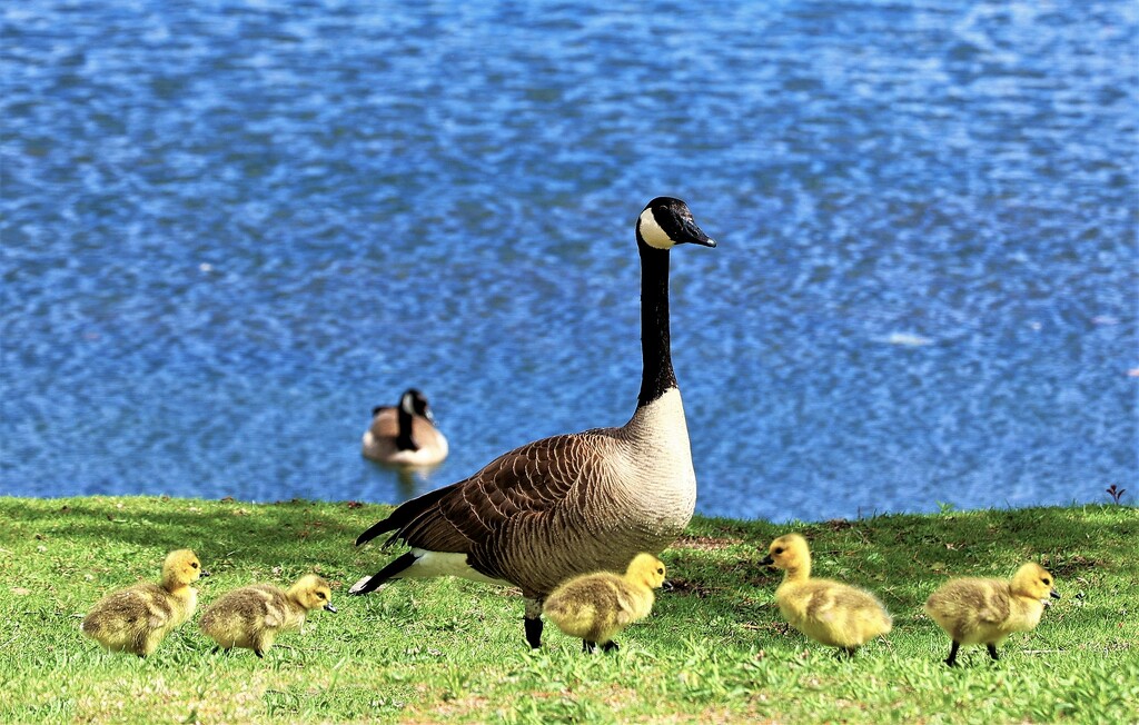 Mom and Goslings by lynnz