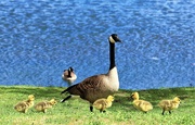 23rd Apr 2023 - Mom and Goslings
