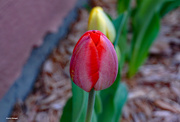 23rd Apr 2023 - Tulips