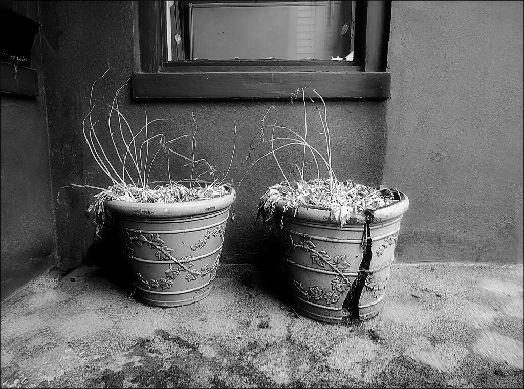 Two Garden Pots by olivetreeann