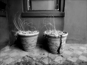 15th Apr 2023 - Two Garden Pots