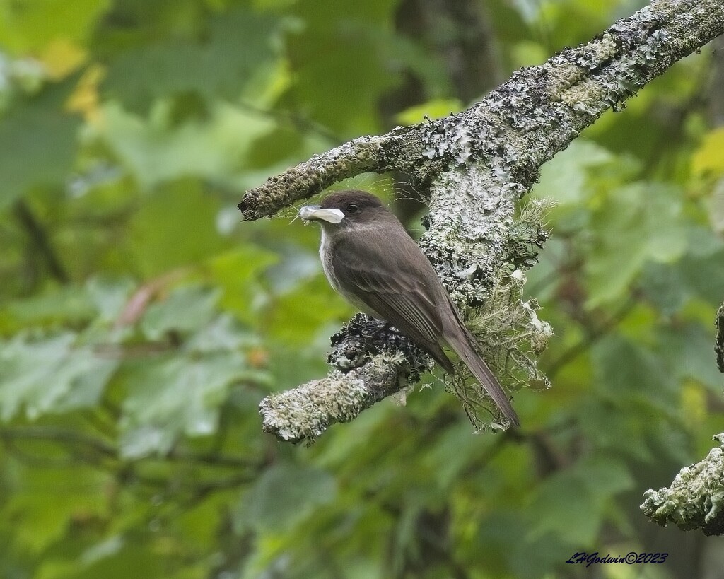 LHG_1140Eastern Phoebe with a moth by rontu