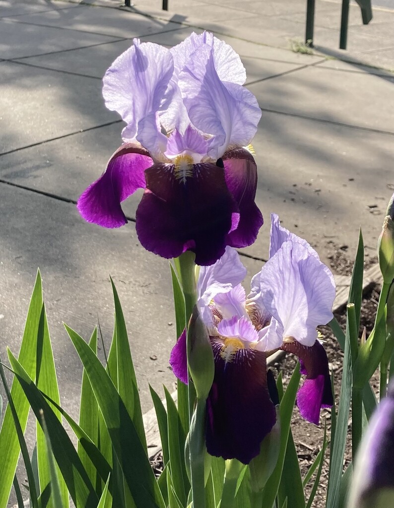 school irises by wiesnerbeth