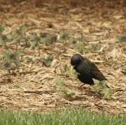 23rd Apr 2023 - Starling picking at plants for nesting material 