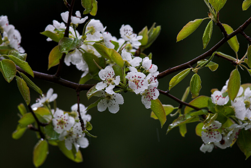 Rainy day pear blossoms by berelaxed