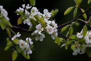 23rd Apr 2023 - Rainy day pear blossoms