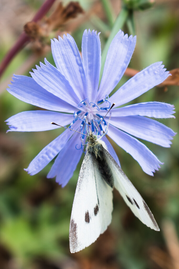 112 - Chicory Flower and Cabbage White Butterfly by nannasgotitgoingon