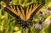 23rd Apr 2023 - Eastern Tiger Swallowtail Butterfly!
