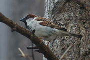 22nd Apr 2023 - House Sparrow