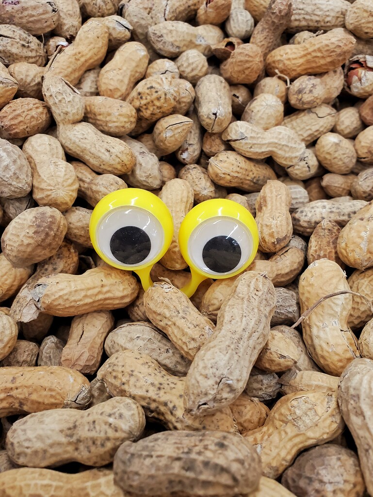 Nuts by edorreandresen