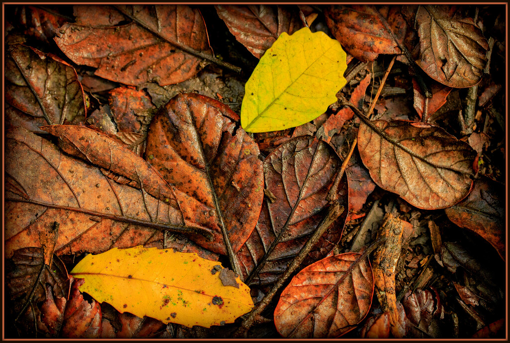Leaf litter by dide