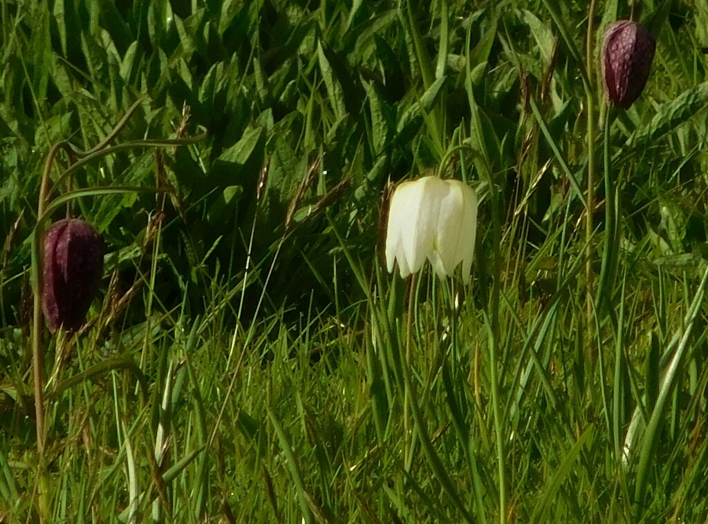 White Snakes Head Fritillary by 365anne