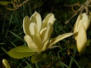 21st Apr 2023 - Magnificent Magnolia