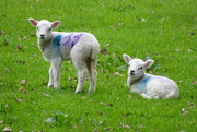 23rd Apr 2023 - lambs