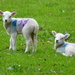 lambs by anniesue