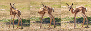 24th Apr 2023 - Another new little Springbuck
